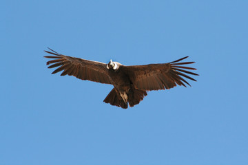 Condor flying through canyon