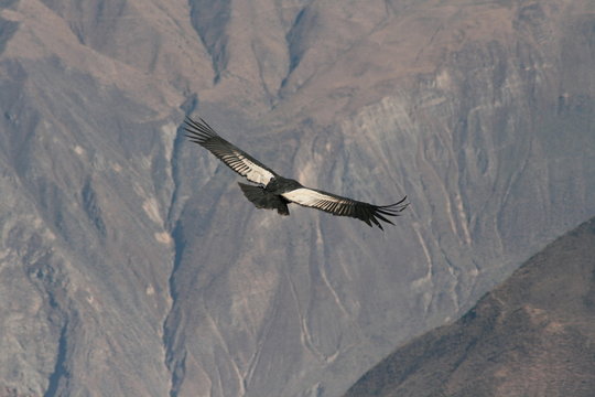 Condor Flying Through Canyon