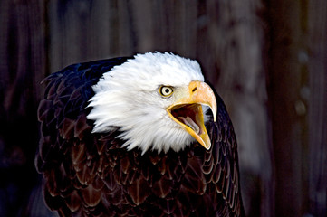 Seeadler