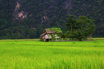 Fototapeta na wymiar Reisfeld in Laos