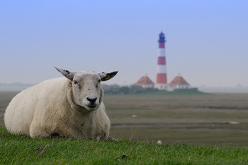 Schaf vor Westerhever