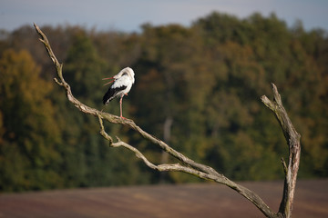 cigogne blanche migrateur oiseau long bec nid alsace échasse