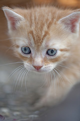 kleines Katzenbaby