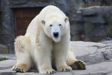 Een ijsbeer zit op zijn kont