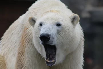 Foto auf Alu-Dibond Eisbär Ein gähnender Eisbär