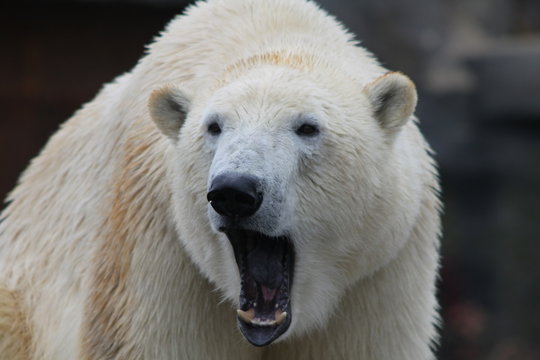 Ein g&auml;hnender Eisb&auml;r