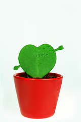 Plant of Love