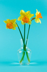 yellow narcissuses in vase