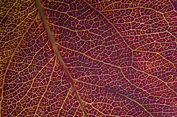 Plakat fine image of red macro leaf texture background