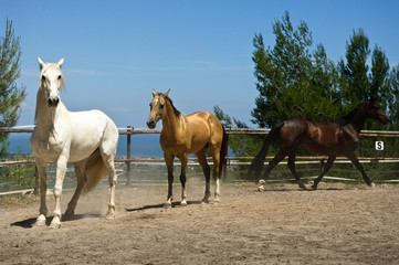 Obraz premium Gold, white and brown horse