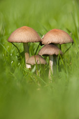 champignon forêt mycologie chapeau lamelle moisissure dangereux