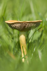 champignon forêt lamelle humide chapeau dangereux mycologie.jpg