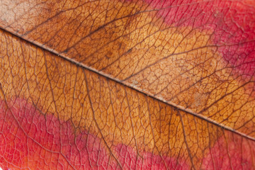 Naklejka na ściany i meble Autumn leaf macro