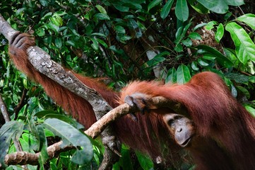 The orangutan from jungle.