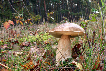 Steinpilz im Herbst