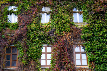 Naklejka premium Zugewachsene Fenster - Wawel - Krakau
