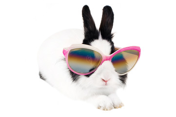 rabbit in Sunglasses