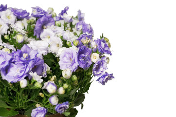 Obraz premium Bouquet from white and violet flowers