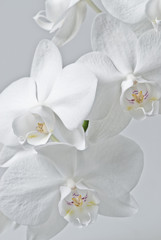 white orchid