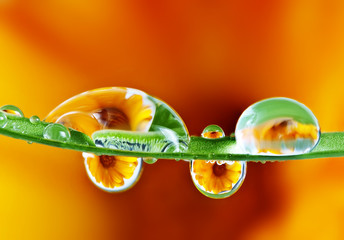 pot marigold flower mirroring inside rain drops - Powered by Adobe