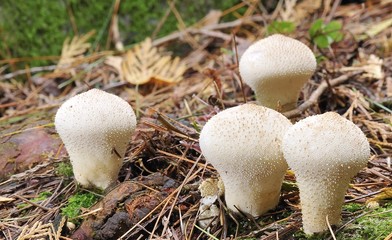 Cuatro Lycoperdon perlatum en el bosque