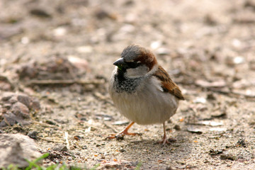 male house sparrow observing