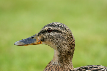 female Mallard