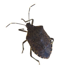 Smelly bug