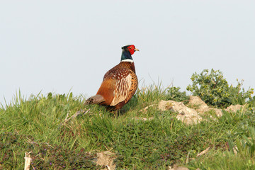 Fototapeta premium male pheasant