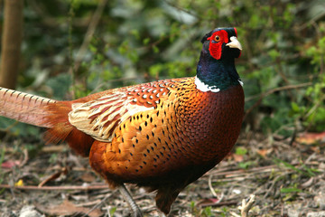 male pheasant in shrubs