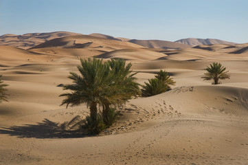 Fototapeta na wymiar Oase in der Wüste, Marokko, Sahara