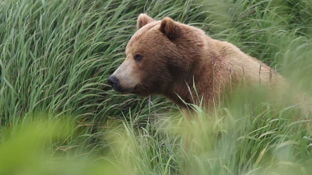 Bear