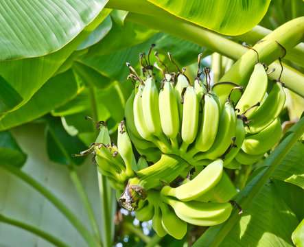 Green banana on tree under sunlight