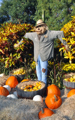 Scarecrow surrounded by pumpkins, straw and corn.