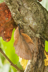 Fototapeta premium Lappet (Gastropacha quercifolia) sitting on stem.