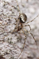 Small spider hunting for prey.