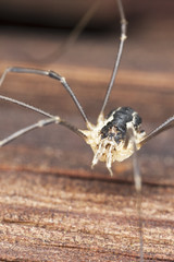 Extreme close-up of harvestman.