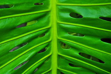 leaf of Philodendron © naipung