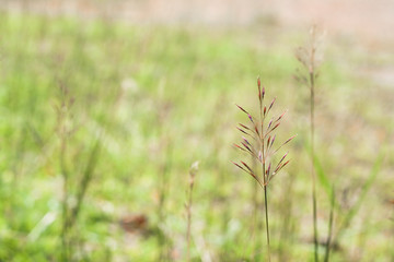 grass