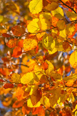 autumn foliage