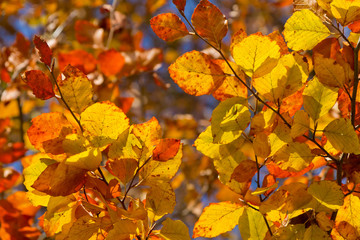 Fototapeta na wymiar autumn foliage