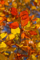 autumn foliage