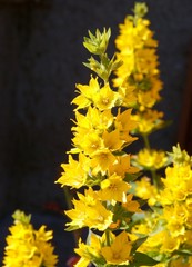 pretty yellow flowers in the garden