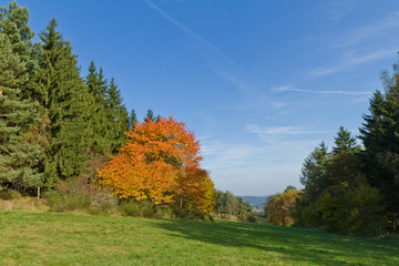 autumn landscape