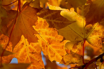autumn foliage