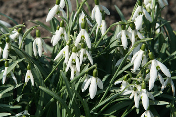 Flower-bed of snowdrops