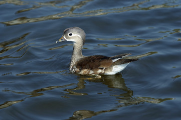 young of mandarin duck