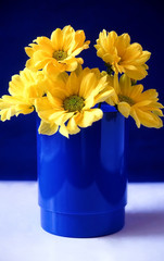 Contrast. Small yellow flowers in blue vase