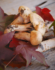 hygrophores pudibonds