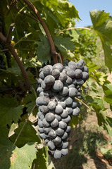 Fototapeta premium a grape on tree